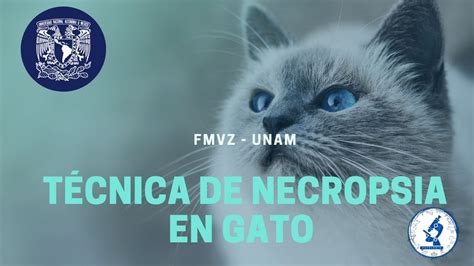 TÉCNICA DE NECROPSIA EN GATO FMVZ UNAM YouTube