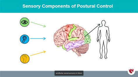 Instrumented Assessment Of Postural Control Part 3 Sensory Components