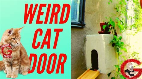 Unique Diy Cat Door Entryway Youtube