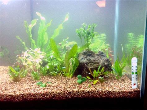 How To Fix Cloudy Fish Tank: Easiest Proven Solutions