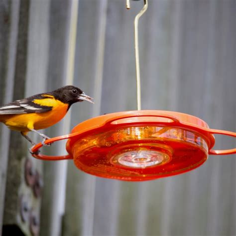 Bird's Choice 12 oz. Oriole-Fest Oriole Feeder