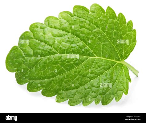 Hoja de bálsamo de limón verde Melissa officinalis bálsamo bálsamo