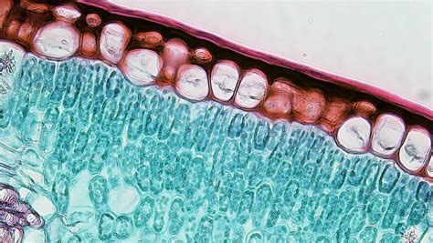 Cuticle Overlying Upper Epidermis In Mesophyte Leaf Flickr