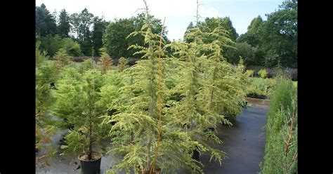 Cedrus deodara Aurea Gold Himalaya Zeder Baumschule Böhlje