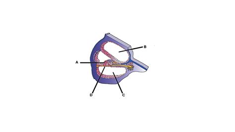 Given Is The Diagrammatic Representation Of The Sectional View Of