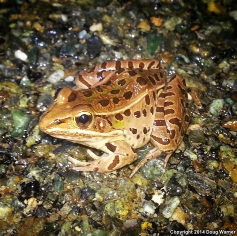 Southern Leopard Frog Lithobates Sphenocephalus Utricularius