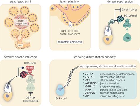 Ezh2 Inhibitors Show Promise In Regenerating Insulin Producing Cells