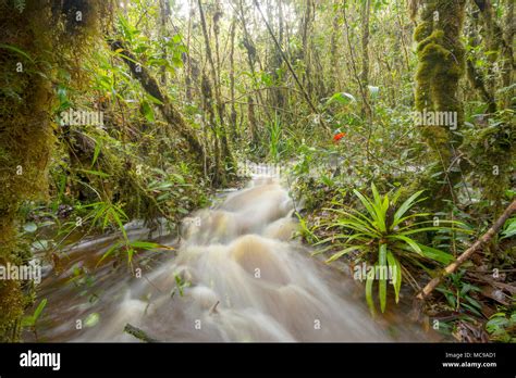 Floodwater Pouring Through The Rainforest A Stream Has Burst Its Banks