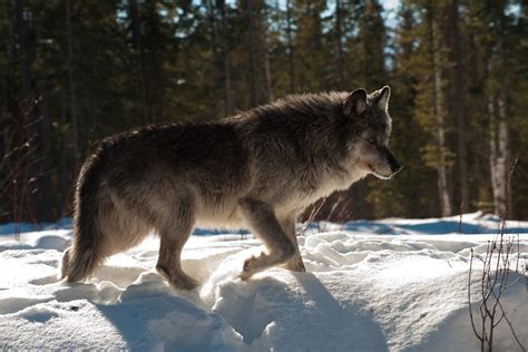 Why we should keep on hunting bears, cougars and wolves • Outdoor Canada