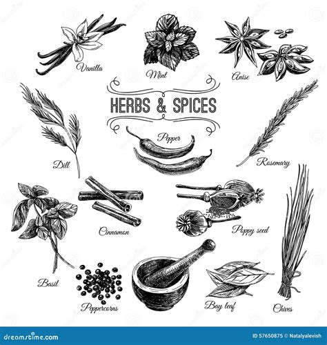 Vector Hand Drawn Set With Herbs Spices Stock Vector Illustration Of