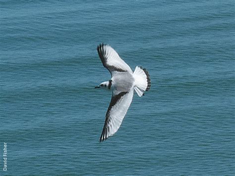 Black-legged Kittiwake | KuwaitBirds.org