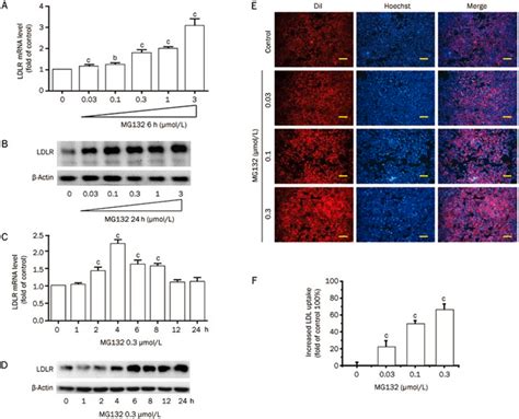 Effects Of Mg On Ldlr Expression In And Ldl Uptake By Hepg Cells