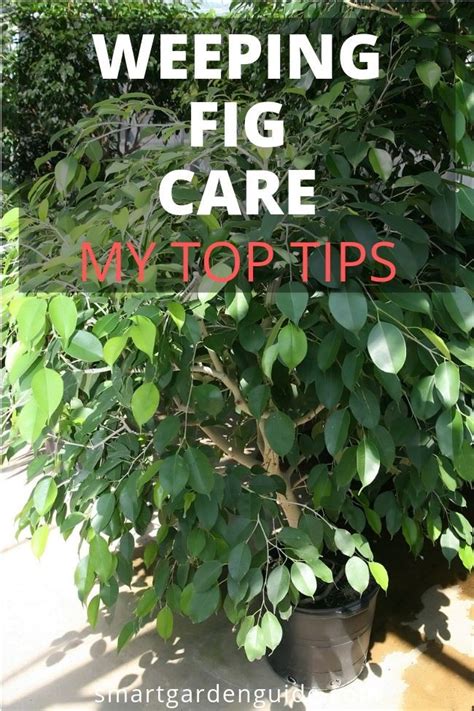 How To Care For Weeping Fig Trees Ficus Benjamina Weeping Fig Care Tips And Common Problems