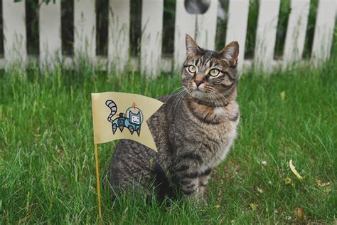 Biogance Comment Faire Faire De L Exercice Son Chat