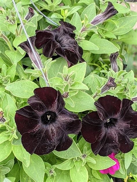 Photo Of The Entire Plant Of Petunia Crazytunia Black Mamba Posted By