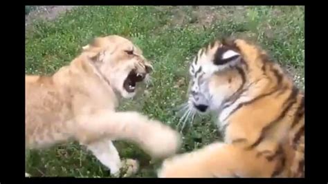 Tiger cub ‘fiercely’ fights with lion cub, end up melting tweeple’s ...