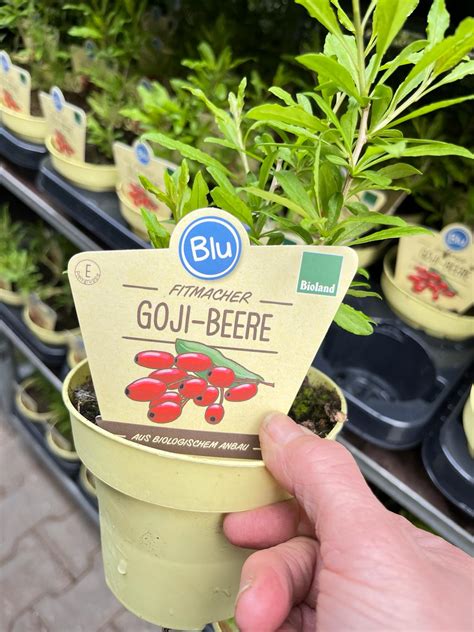 Blu Goji Beere Blu Kr Uter Gem Se So Gesund Kann Lecker Sein