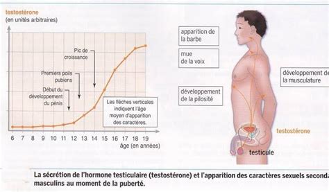 4° Le Contrôle Hormonal De Lorganisme La Puberté