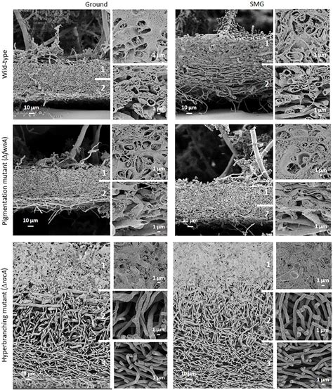 Frontiers Colony Growth And Biofilm Formation Of Aspergillus Niger