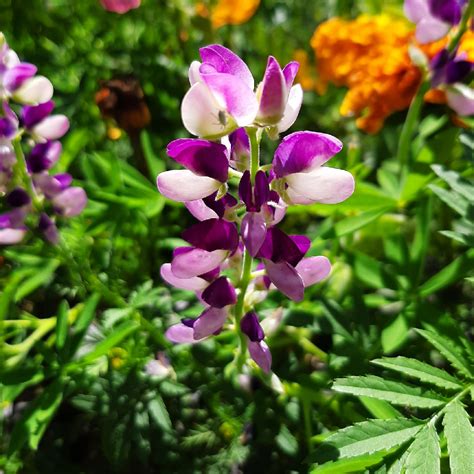 Lupinus Chamissonis Chamisso Bush Lupin In Gardentags Plant Encyclopedia