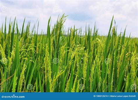 Detail Closeup Of Ears Of Rice In Fields Near Kumarakom Kerala India