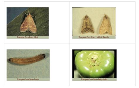 Pepper Ipm European Corn Borer Integrated Pest Management