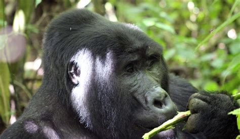 Gorilla Trekking Tips. Insights to prepare you | Primate World Safaris