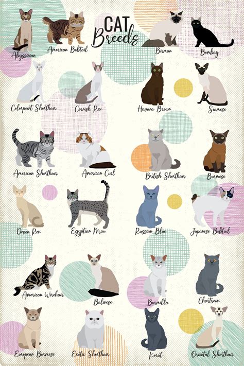 Cat Breeds Chart – Pineapple Licensing