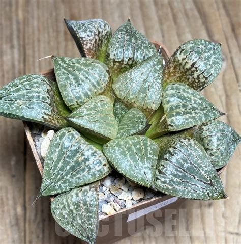 SHPR23307 Haworthia comptoniana Select form Кактус онлайн