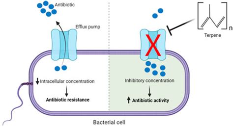 Frontiers Terpenes As Bacterial Efflux Pump Inhibitors A Systematic