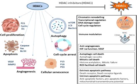 Effect Of Hdac Inhibitors And Their Antitumor Pathways Dysregulated