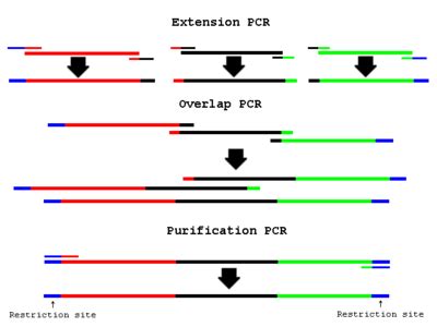 PCR Overlap Extension OpenWetWare