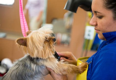 small-dog-groomin - Applewood Pet Resort