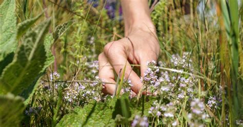 Beaut Au Naturel Sublimez Votre Peau Gr Ce Aux Pouvoirs Du Thym