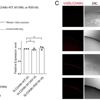 Expression Of WT And Mutant SLC2A9b In Xenopus Oocytes A Schematic