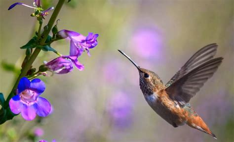 Hummingbird Migration Patterns