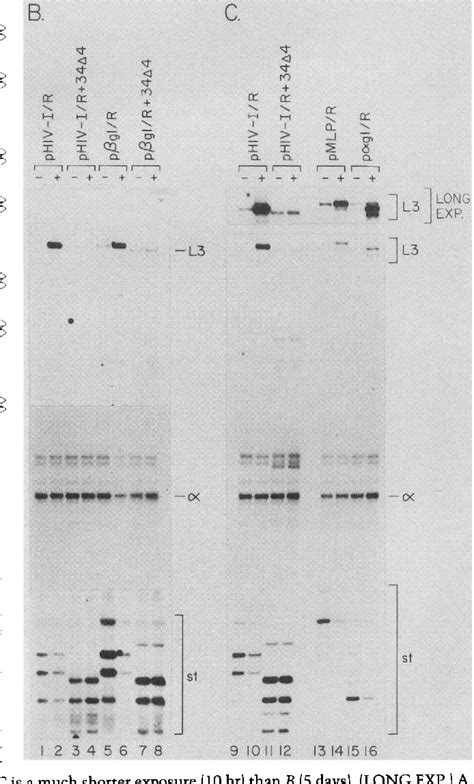 Figure 2 From The Hiv 1 Long Terminal Repeat Contains An Unusual