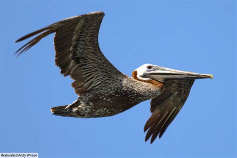 Brown Pelican Facts, Pictures, Complete Species Guide