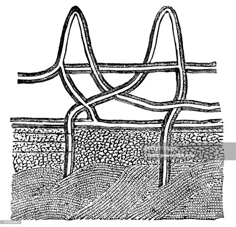 Medical Illustration Dermal Papillae Of Human Skin 19th Century High-Res Vector Graphic - Getty ...