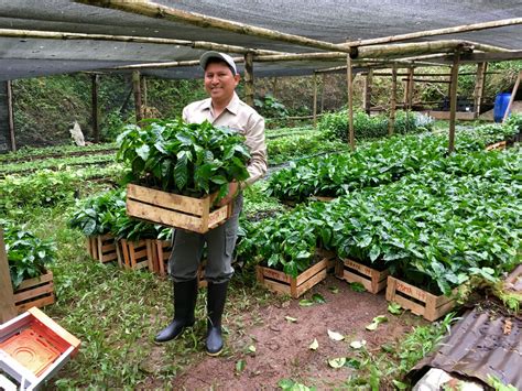 Programa de café y cacao apoyará a más de 18 000 productores peruanos