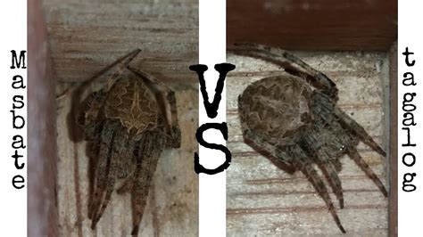 Masbate Vs Tagalog Small Size Spider Fights YouTube