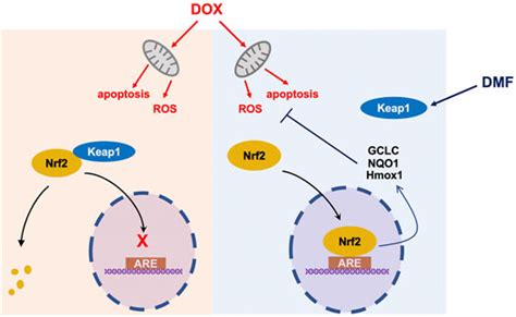 Frontiers Dimethyl Fumarate Ameliorates Doxorubicin Induced