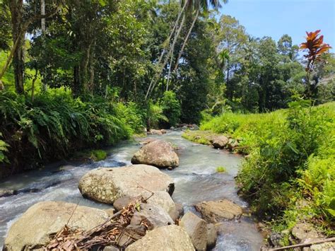 Tanah Kebun Manggis Dan Durian View Sawah Los Sungai Di Bali