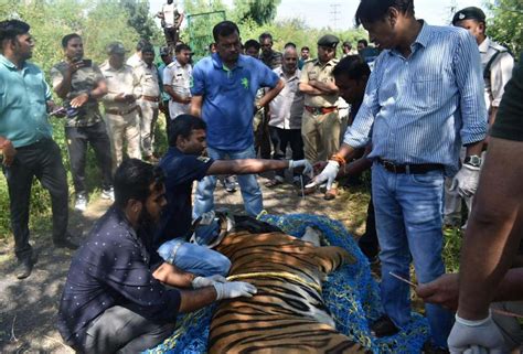 Bhopal Tiger Finally In Cage At Manit