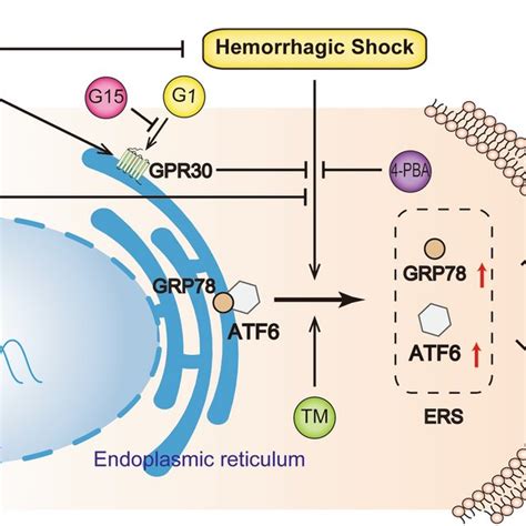 17β Estradiol E2 Inhibits Hemorrhagic Shock Induced Endoplasmic Download Scientific Diagram