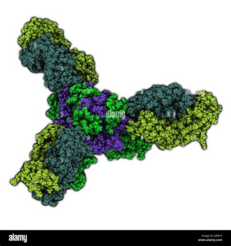 Ebola Virus Glycoprotein GP Molecular Structure Occurs As Spikes On