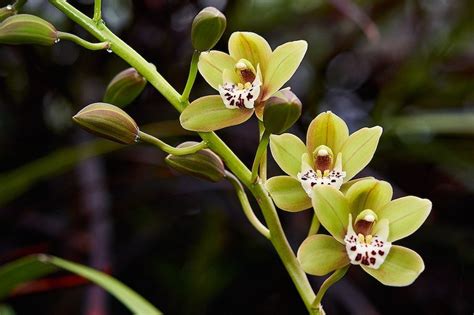 Australian Grow Guide Cymbidium Orchids Ultimate Backyard