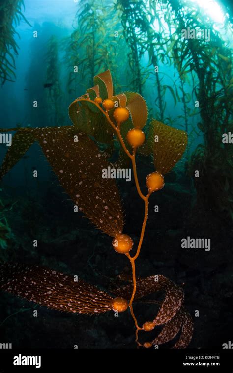 Giant Kelp Macrocystis Pyrifera Supports A Diverse Ecosystem In A