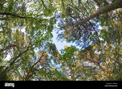 Swedish Forest Forests Pine Tree Hi Res Stock Photography And Images