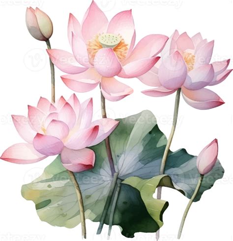 Lotus Flowers Watercolor Ai Generate Png